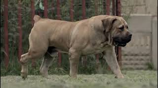 Thickest Boerboel Ever [upl. by Larochelle]