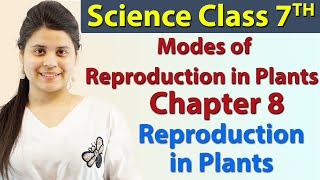 Modes of Reproduction in Plants  Chapter 8  Reproduction in Plants  Science Class 7th NCERT [upl. by Atiz]