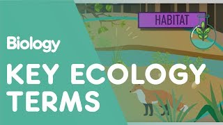 Key Ecology Terms  Ecology and Environment  Biology  FuseSchool [upl. by Pembroke]