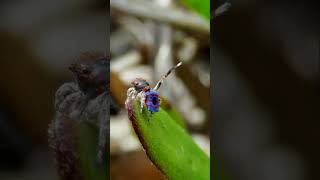 Peacock Spider Mating Dance [upl. by Islaen]