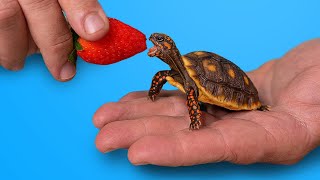 World’s Most Popular Pet Tortoise [upl. by Ecinaej]