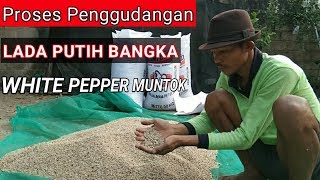 Proses Penggudangan Lada Putih Bangka white pepper muntok [upl. by Clarice]