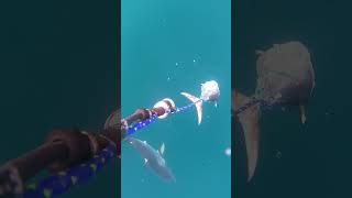 Rare shark encounter Porbeage shark cagediving sharks sharkencounter [upl. by Romito]