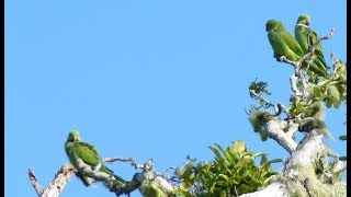 Echo parakeets behaviour and social interactions [upl. by Eerazed]