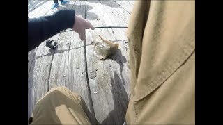 Welcome to Stingray City  National Geographic [upl. by Vasilek]