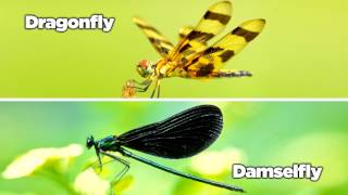 Dragonfly vs Damselfly  AskMDC [upl. by Scarlet]