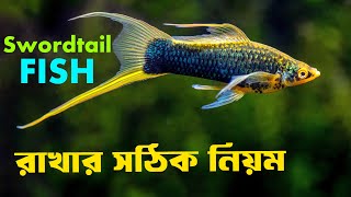 Swordtail মাছের যা জানতেই হবে  Swordtail Fish Complete Care Guide in Bengali  ​⁠ [upl. by Selway]