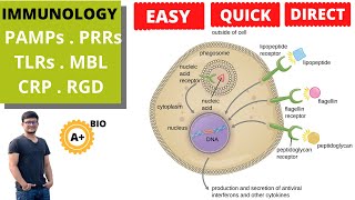 PAMPs PRRs TLRs MBL CRP  RGD Pattern Recognition Molecule  By ABIO [upl. by Eceryt234]