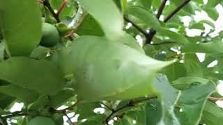 Persimmon trees from seed [upl. by Elgna498]