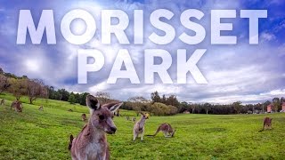 MORISSET PARK AU [upl. by Atiuqehs778]