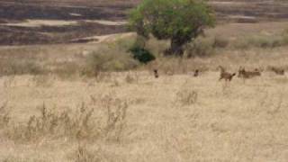 Hyena and lion battling it out on the plains of Tanzania part 2 [upl. by Wehttam]