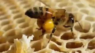 This is how bees make honey [upl. by Dollie]