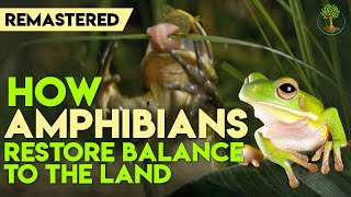 How Amphibians Restore Balance To The Land Remastered HD  Harvey Tweats [upl. by Waters]