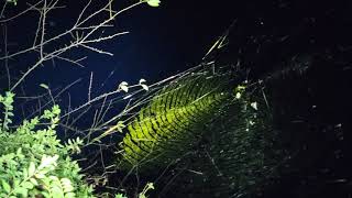 Golden Joro spider webs aka Trichonephila clavata [upl. by Lexi]