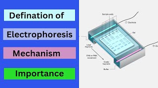 Electrophoresis  Gel Electrophoresis [upl. by Yeta777]