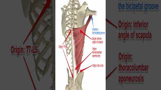 Anatomy Latissimus Dorsi Shorts [upl. by Miahc382]