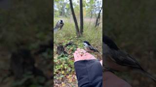 Bird fight 😮Chickadees argue too… 50 minutes it went on and I’m covered in seed dust 😂 [upl. by Burch]