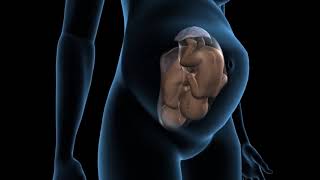 Types of twins pregnancy  Dichorionic twins  3D Anatomical Visualization [upl. by Nicolai]