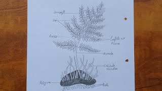 How to draw dryopteris  Dryopteris diagram drawing tutorial  Science project for beginners [upl. by Laurianne703]