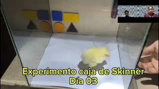 Experimento caja de Skinner Sujeto de estudio un pollito 🐤 [upl. by Mij]