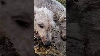 Dog likes to bring me presents🎁 Brutus the Bedlington Whippet doglover bedlingtonterrier Whippet [upl. by Lilian]