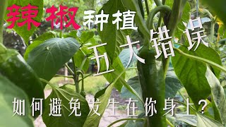 【渔耕笔记】种辣椒  常见的五大辣椒种植错误及如何避免发生 [upl. by Vanthe]