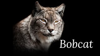 The Bobcat Scream in The Woods  The Most Terrifying Animal Sounds with story [upl. by Sidhu]