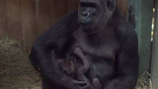 Western lowland gorillas Calaya and Moke [upl. by Gisser222]