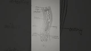 diagram of schistosoma haematobium  blood fluke  please  like  subscribe [upl. by Tiana226]