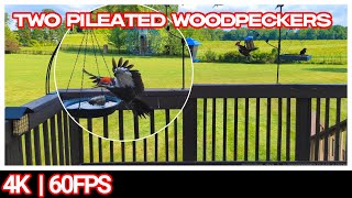 Two Pileated Woodpeckers  Midwest Bird Feeder Cam  4K TV for Cats [upl. by Magnuson]