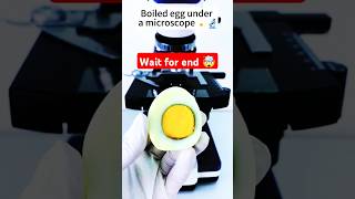 Microscope experiment egg 🥚microscope shortvideo shorts short [upl. by Matuag]