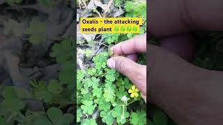 OXALISThe attacking seeds plant🍀botanybiologyflorafaunasciencesciencefactsviralvideo🍀🍀 [upl. by Shifra]