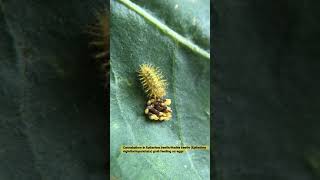 Cannabalism in Epilachna beetleHadda beetle Epilachna vigintioctopunctata grub feeding on eggs [upl. by Nisen]