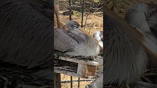 baby Pinkbacked pelican pelicans gulflife1 shorts [upl. by Burke642]