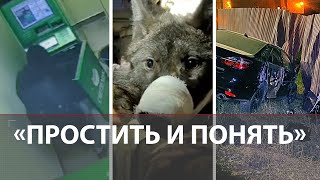 «Потише веди себя»  Как вытащить волка из батареи  УстьЛуга давит прибалтов  Унёс не ту ёлку [upl. by Starr786]