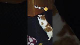 Acrobatic KITTY 🤣 acrobatics CAT catshort funny kittycat furbabies kitty short foryouシ [upl. by Edrahc]