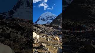 Mount Kailash Circumambulation onceisnotenough everesttour mounteverestbasecamp sevensummits [upl. by Nosreme]