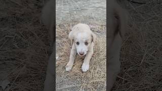 Dog Blue eyes dog dj song music youtubeshorts viralreels puppy blueeyes animals wildlife [upl. by Evangelina]