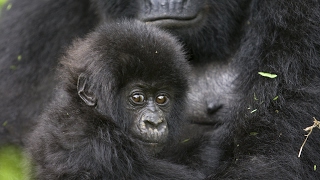 Many primate species face threat of extinction [upl. by Sirc]