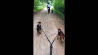 Deutsche Pinscher vom Königsherz Radfahren mit Hund im Rudel [upl. by Meisel]