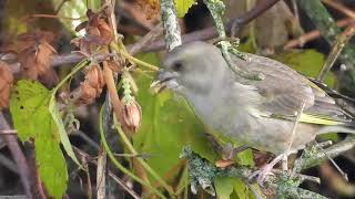 Dzwoniec na owocach chmielu Greenfinch on hop fruit [upl. by Eenafets]