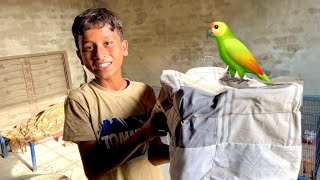 My New Parrot 🦜😍  Dawood Sabir Vlogs [upl. by Silvers132]