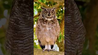 Owl The King of the Night  shorts science facts [upl. by Boyce958]