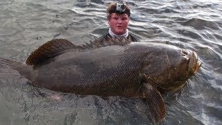 Monster Jewfish  Goliath Grouper Bridge Fishing [upl. by Jay36]