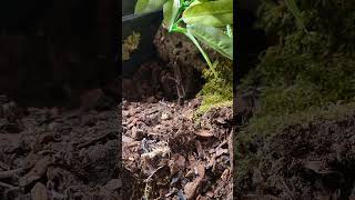 The Goliath Bird Eating Tarantula  biggest spider on earth devours prey [upl. by Arielle484]