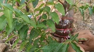 Neem tree propagation [upl. by Healy]