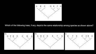 How to analyse cladograms [upl. by Detta344]