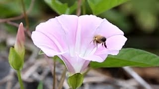 Bee lands on Bindweed [upl. by Hassett]