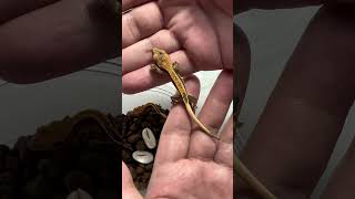 New Crested geckos hatching [upl. by Nodyarb855]