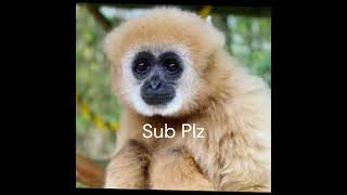 Why Gibbons Are North Of Borneo and Sumatra [upl. by Airod]